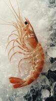 Fresh shrimp displayed on ice at a seafood market early in the morning photo