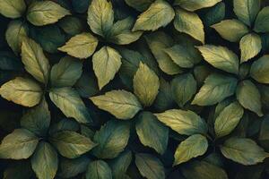 A close up of green leaves on a black background photo