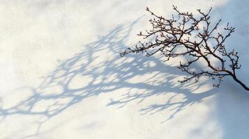 A branch with a shadow on a wall photo