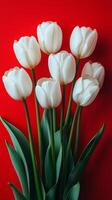 White tulips on red background photo