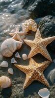 Starfishs and shells on the beach photo