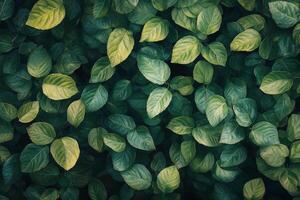 Green leaves on a wall photo