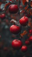 Red apples hanging from a tree branch photo