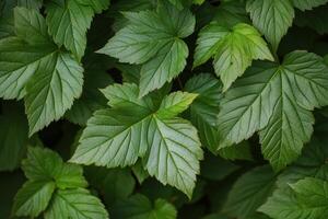 Various green leaves arranged together showcasing different textures and shades under soft lighting photo