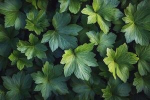 Lush green leaves creating dense foliage in a vibrant natural setting under soft sunlight photo