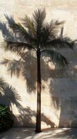 Shadow of a palm tree cast on an old wall in a tropical location during golden hour photo