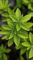 Lush green leaves with droplets reflecting light in a serene natural setting photo