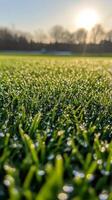 Artificial grass in the sun photo