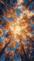 A tree canopy with the sun shining through it photo