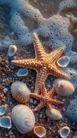 Starfish and shells on the beach photo