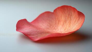 A single red rose petal on a table photo