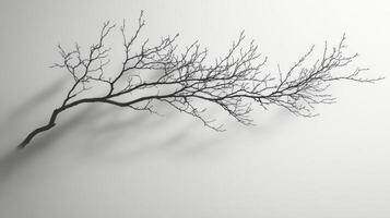 A black and white photo of a tree branch