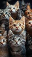 Group of curious kittens gazing with wide eyes in a cozy indoor space photo