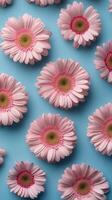 Pink gerbera daisies arranged on a blue background for a vibrant decorative display photo