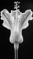 Stunning close-up view of a delicate flower showcasing intricate details and textures photo