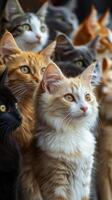 Group of cats with varied colors and expressions gathered together photo