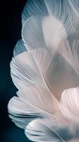 Delicate white feathers layered gracefully against a dark background photo
