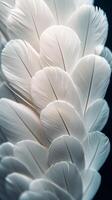 Detailed close-up of white feathers showcasing texture and delicate patterns on a dark background photo