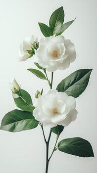 White flowers with green leaves against a light background in a simple botanical arrangement photo