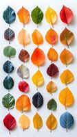 Colorful collection of autumn leaves arranged in a grid on a white surface photo