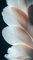 Delicate white feathers showcase intricate patterns against a dark background photo