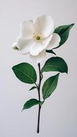 Elegant white flower with green leaves against a light background in natural setting photo