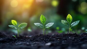 New plant sprouts growing in fertile soil during golden hour in a garden photo