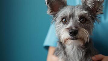 Cute gray dog with a friendly expression being held indoors against a blue wall photo