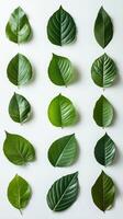 Variety of green leaves displayed in an organized pattern on a neutral background photo