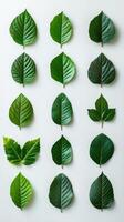 Different types of green leaves arranged in a grid pattern on a light background photo