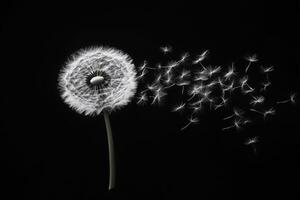 A dandelion blowing in the wind with seeds flying out photo
