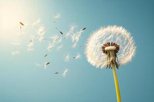 Dandelion blowing in the wind with seeds flying out photo