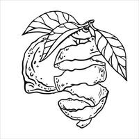 Outline sketch of lemon or lime hanging on the sprig with leaves and lemon-shaped peel twisted into a spring. Freehand drawing for nature prints, zest-containing product packaging, kitchen accessories vector