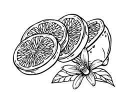Lemon half sliced on pieces. Graphic composition with citrus fruit, flower and leaves. Hand drawn ink sketch of citron or lime on engraving style. Outline drawing for kitchen textile, menu, tableware vector