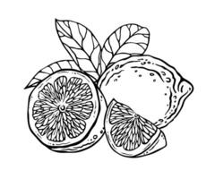 Lemon. Ink graphic composition with whole citrus fruit, half and wedge with leaves. Hand drawn outline illustration isolated on white background. Black and white sketch for food label or menu design vector