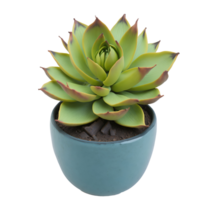 Echeveria plant in ceramic vase isolated on transparent background png