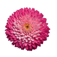 Beautiful chrysanthemum flower isolated on transparent background png