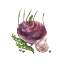 Watercolor vegetables composition with kohlrabi,peace and garlic illustration. Hand drawn superfood clipart, vegan healthy eating painting for soup packing,sauce, product label,logo, menu design. png