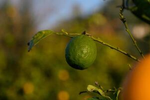 Vibrant green citrus fruit hanging from a branch in a sunny orchard during golden hour photo