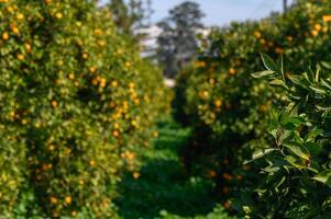 Vibrant orange grove among lush greenery under bright sunlight in a serene countryside setting photo