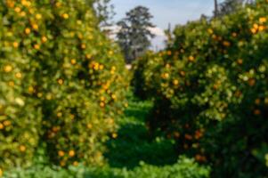 Lush citrus orchard on a sunny day with vibrant fruits ready for harvest photo
