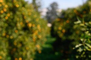 Golden citrus grove captures the essence of sunny harvest days in late summer photo