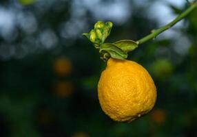 Bright yellow lemon hanging from a branch in a lush green orchard at dusk photo
