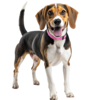 An ultra-realistic, full-body photograph of a happy and playful Beagle-American Foxhound mix dog standing transparent, alpha background png