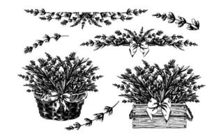Set with lavender flowers, compositions, bouquet. Graphic illustration line art hand drawn in black and white monochrome. Set of elements vector