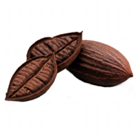 Cocoa pods the origin of chocolate, showing the beans inside their shells. png