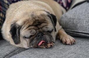 Relaxing pug enjoys a cozy nap on a soft grey sofa with a warm atmosphere in a home setting photo