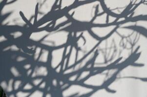 Shadows of branches dance on a sunlit wall in a tranquil afternoon setting photo