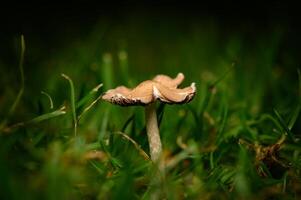 Unique mushroom emerges gracefully from rich green grass in a dimly lit garden photo
