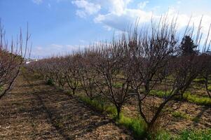Vast orchard of dormant trees under a bright sky in early springtime nature setting photo